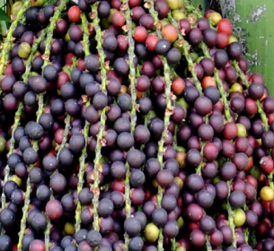 HẠT ĐỦNG ĐỈNH