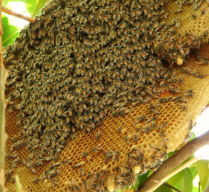 MẬT ONG RỪNG