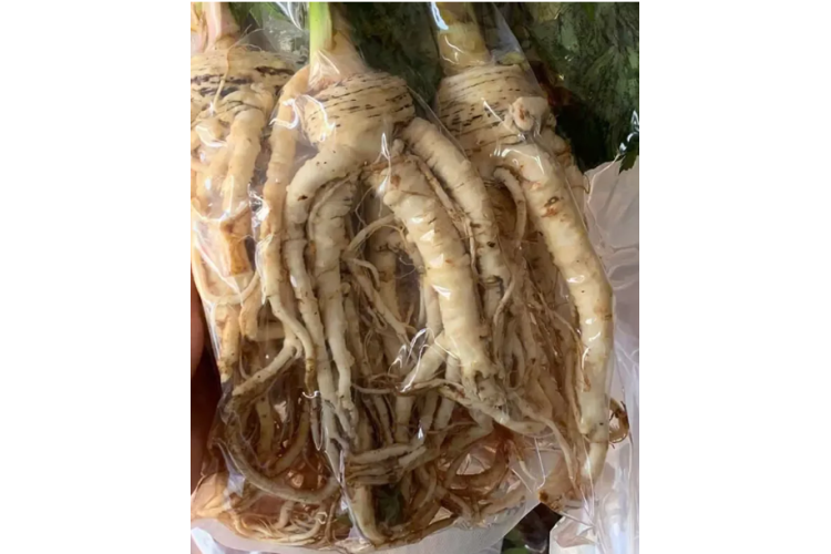 SÂM ĐƯƠNG QUY