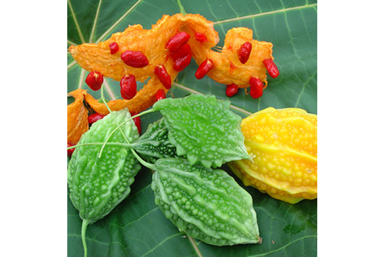 KHỔ QUA RỪNG